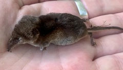Sorex araneus