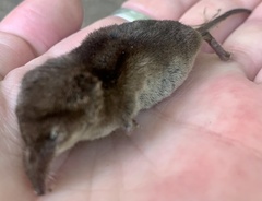 Sorex araneus