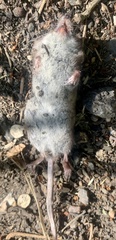 Sorex araneus