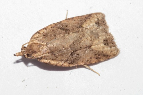 Blackheaded Leafroller photo 3