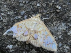 Neoanalthes contortalis