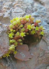 Sedum litoreum