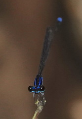 Prodasineura laidlawii