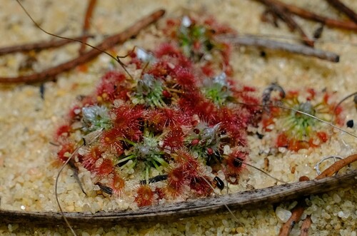 Drosera rechingeri (Drosera rechingeri)