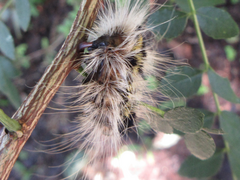 Acronicta major