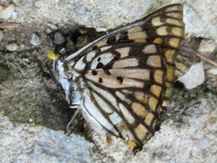 Sephisa princeps