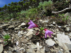 Epilobium nankotaizanense