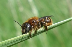 Osmia aurulenta
