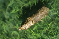 Trachonitis cristella