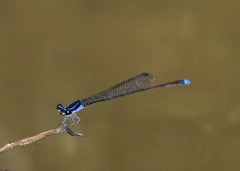 Prodasineura laidlawii