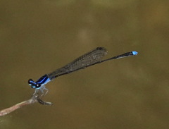 Prodasineura laidlawii