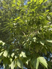 Magnoliopsida