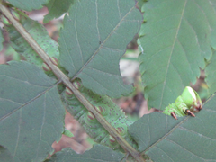 Phyllosphingia dissimilis