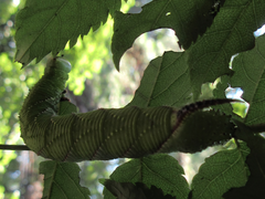 Phyllosphingia dissimilis