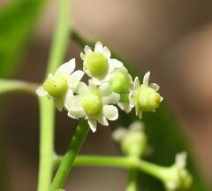 Ilex arnhemensis arnhemensis