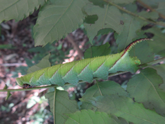 Phyllosphingia dissimilis