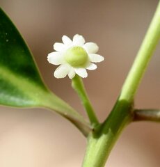 Ilex arnhemensis arnhemensis