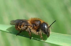 Osmia aurulenta