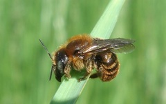 Osmia aurulenta
