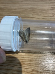 Udea lutealis