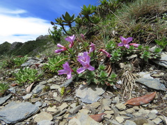 Epilobium nankotaizanense