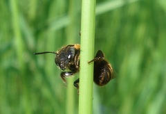 Osmia aurulenta