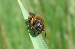 Osmia aurulenta