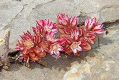 Sedum eriocarpum