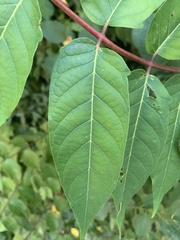 Ailanthus altissima