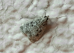 Eudonia truncicolella