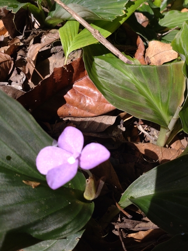 Kaempferia elegans, photograph 4