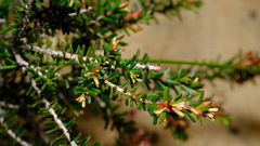 Calytrix brevifolia