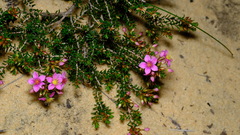 Calytrix brevifolia
