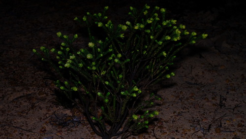Image of Geleznowia verrucosa by (c) Peter Crowcroft, some rights reserved (CC BY)