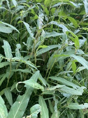 Persicaria mitis