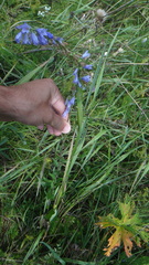 Campanula bononiensis