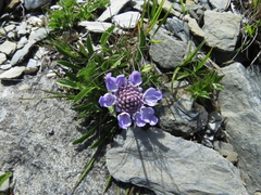 Scabiosa lacerifolia