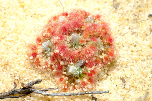 Drosera rechingeri (Drosera rechingeri)