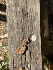 Fungi