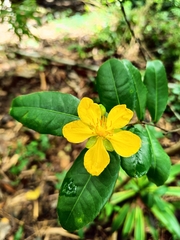Ochna thomasiana