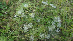 Falcaria vulgaris