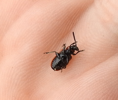 Crioceris quinquepunctata