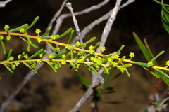 Acacia spathulifolia