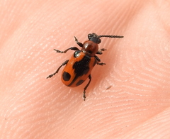 Crioceris quinquepunctata