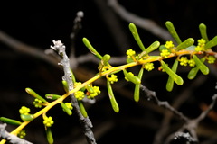 Acacia spathulifolia