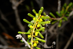 Acacia spathulifolia