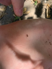 Lasius