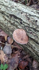 Abundisporus pubertatis