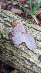 Abundisporus pubertatis