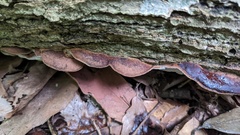 Abundisporus pubertatis